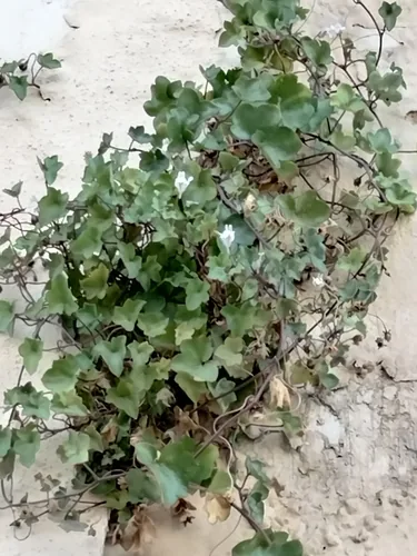 Cimbalaria