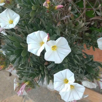 Convolvulus cneorum