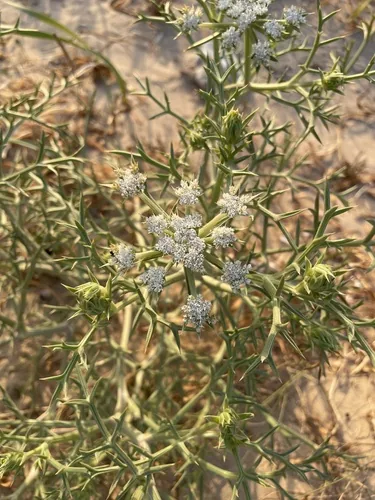 Finocchio litorale spinoso