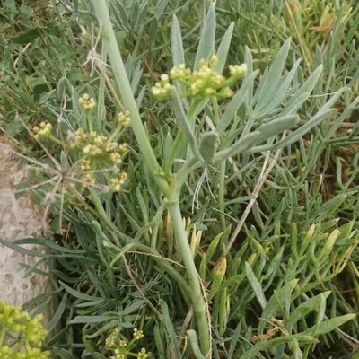 Finocchio marino