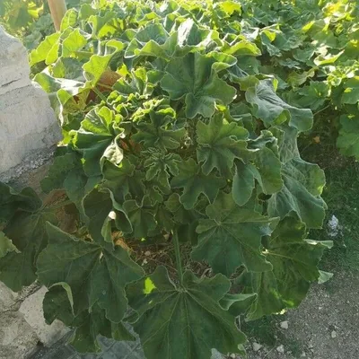 Malvone maggiore
