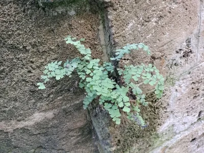 Capelvenere Comune