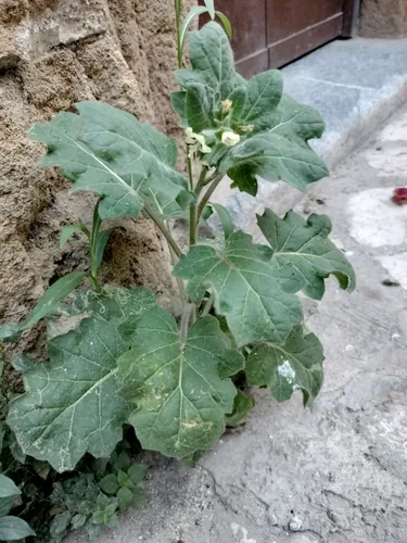 Giusquiamo bianco