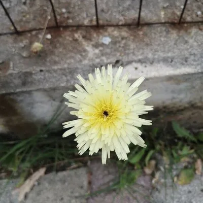 Boccione maggiore