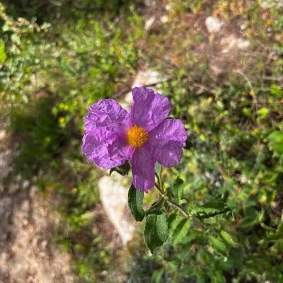 Cisto di Creta