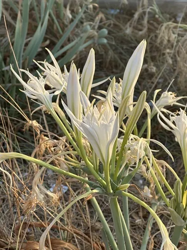 giglio marino